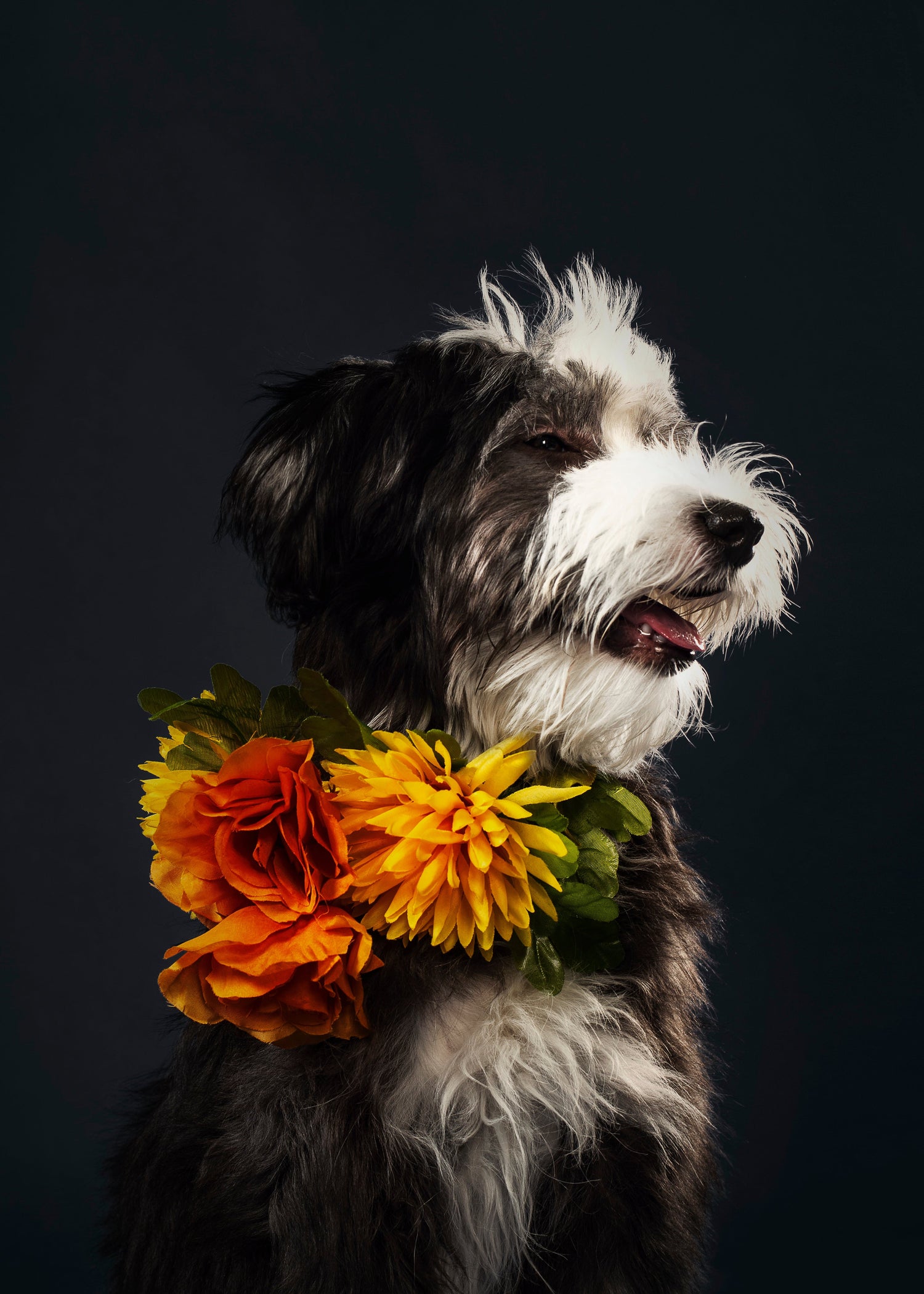 Dogs