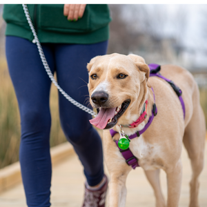 1080x1080dog.png