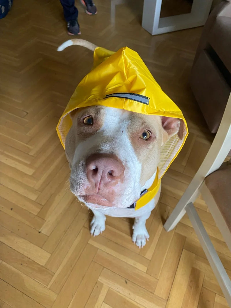 Chubasquero con Capucha para Perros de S a 6XL