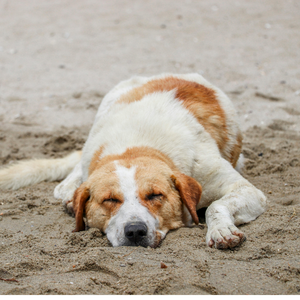 dog4.png