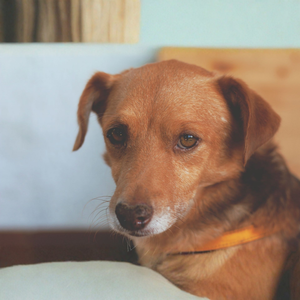 perro 1 (1080 x 1080 px).png